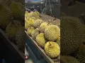 Lagu Baru terima gaji ni malam geng jom kita makan durian sampai demam