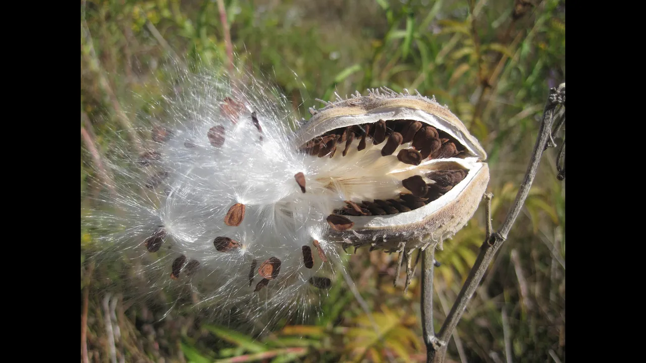 Seed dispersal -- The great escape