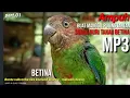 Lagu Suara Burung Nuritanau/Puling Betina menggoda puling jantan liar//pikatmu bisa bunyi