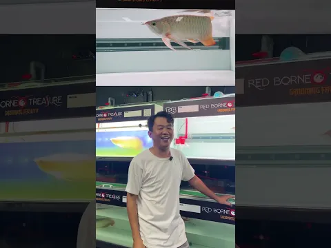 Siapa ne yang pingen jadi orang kaya raya..? #arowana #arwanasepauk #arwana #arwanamurah