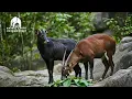 Saola and Serow in the Wild | Rare and Endangered Species of Asia