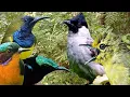 Download Lagu Suara pikat segala macam burung Liar