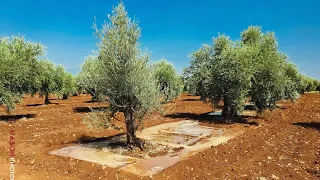 طبيعة سقاية الزيتون في ريف عفرين 