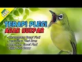 Semua Pleci Pasti Langsung Ikut Bunyi Ngalas - Terapi Pleci Agar Buka Paruh