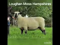 Hampshire Down Sheep Loughan moss flock