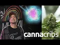 Florida s Most Exclusive Cannabis Genetics Hub Inside The Flowery