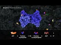 Glycolysis - Education edit 2021 by wehi tv and HHMI Biointeractive org