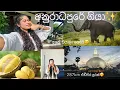 Download Lagu ගාල්ලේ ඉදන් අනුරාධපුරේ ගියා🫢😍| අලි මන්තරේ මතක නැති වුනා🫢| එච්චර දුරක්🙃| Family  trip🫶🏻😙#travel