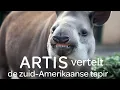 Download Lagu Dierverzorger Fanny bij de Zuid-Amerikaanse tapirs - ARTIS vertelt #9