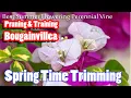 Download Lagu Bougainvillea Pruning \u0026 Training in Spring | How and When to Prune Bougainvillea Vine | #Garden