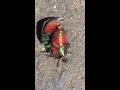 Up close and personal mating fig beetles