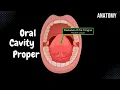 Oral Cavity Proper Palate Tongue - Oral Cavity Anatomy