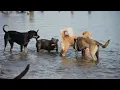 DOG TV: Deeply Relaxing Video for Stress Relief for Dog - Soothing Dog Music Videos for Dog to Watch