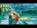 Download Lagu DOG TV: diep ontspannende video voor stressverlichting voor honden - Rustgevende muziekvideo's vo...
