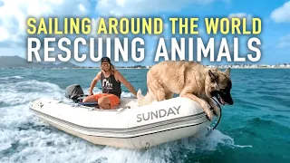 Saving street dogs in the Caribbean | Sailing Sunday | Ep.169