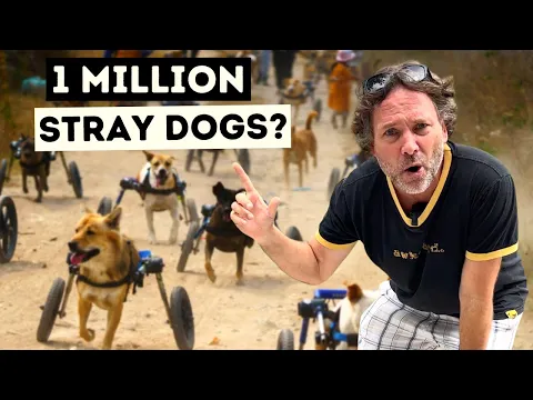Thailand's Stray Dog Problem (Pay It Forward Documentary)
