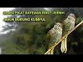 Download Lagu SUARA PIKAT BAYEMAN/CUCAK RAWIS MEMANGGIL TEMANNYA