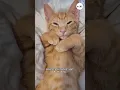 Download Lagu Siapa yang baru tauu?😆 Sumber: BBC News #infokucing #funfactkucing #beritakucing #kucing #anabul
