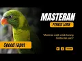 Download Lagu masteran suara burung perkici auto dilirik juri ✔✔
