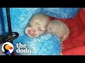 Download Lagu Tiny Little Nugget Turns Into A Puppy — And Then A Wild Man | The Dodo