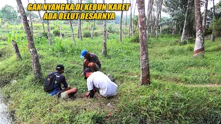 Download TERNYATA BELUT BESARNYA MALAH BERSARANG DI KEBUN KARET MP3