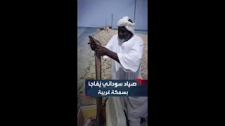 الشارقما أو ثعبان الماء صياد سوداني ي ظهر استغرابه من صيد سمكة نادرة بساحل البحر الأحمر ببورتسودان 