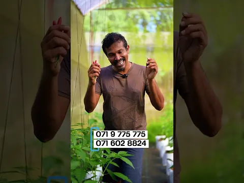 නයි මිරිස් වවලා මාලු මිරිස් බලාපොරොත්තු වෙනවද