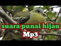 Download Lagu Suara burung punai  bugul hijau asli sumatra