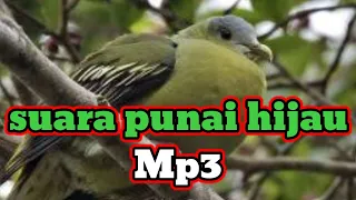 suara burung punai bugul hijau asli sumatra