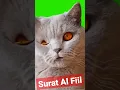 Kucing Ngaji Merdu Surat Al Fiil #kucingshalawat #kucingsholawat #kucing
