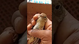 العندليب الفرق بين الذكر والانثى 