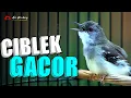 Download Lagu CIBLEK KRISTAL GACOR SUPER NEMBAK NGEBREN