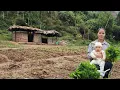 Lagu Single mother harvests vegetables to sell - Growing vegetables - Improving her life day by day.