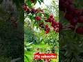 Download Lagu The amazing apple tree #apple #seba #agriculture #fruit #redapple #reels #shorts
