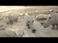 Diet Change May Help Save Rhinos