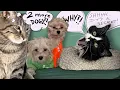 Does Penny the cat love her NEW PUPPIES Josie sure does
