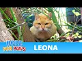 Sick homeless cat stopped eating - bloodwork revealed what was wrong