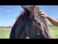 a mule approaches us hybrid animal cross between donkey and horse