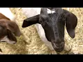 Goats found on NYC subway recover at Cornell s College of Veterinary Medicine