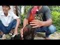 Lagu HARGA MURAH² DAN MASIH BISA NEGO BOS‼️AYAM BANGKOK PASAR SUMPIUH