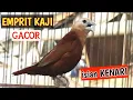 Lagu EMPRIT KAJI GACOR suara mirip burung kenari -  268