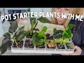 The Green Escape unboxing houseplant haul pot up plants with me