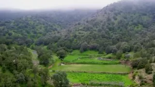 معك التحية     دندنها