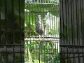 Lagu PIJANTUNG GUNUNG #shorts #short #birds #burung #shortvideo #pijantung #pijantunggacor #gacor