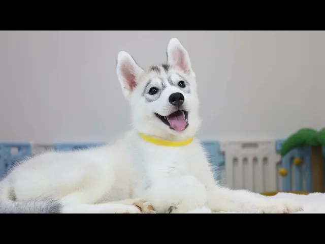 動画