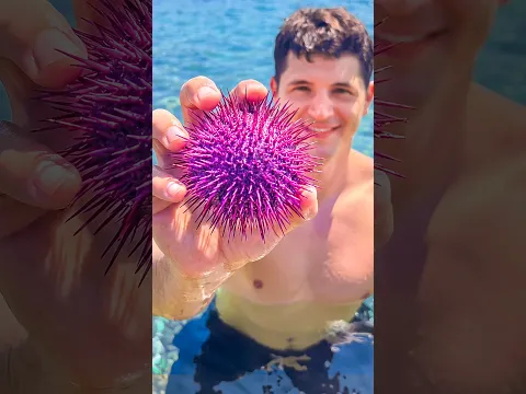 Sea Urchin