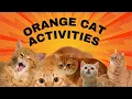 Orange Cat Activities