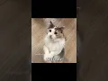 Download Lagu BUTTERFLY #catcore #cat #funny #cutememes #catlover #memes #catsofyoutube