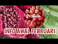 Lagu Info harga bawang merah dan sayur dari sungai nanam, kab.solok