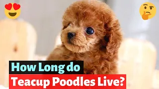 Teacup poodle Interesting Facts and Detailed Guide on this dog breed